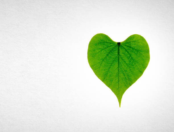 istock leaf or heart shaped green leaf symbolizing love on a background 962052350