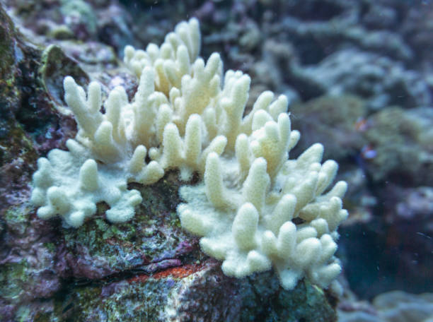 istock Underwater Finger coral (Stylophora pistillata) suffering coral bleaching 962054598