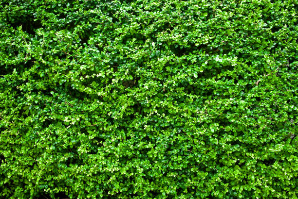 istock Light green leaves wall background. Close up. 962054602