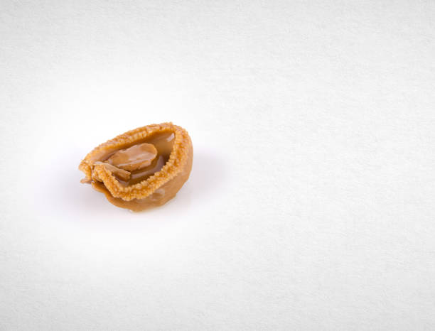 istock abalones or raw abalones on the background 962054840