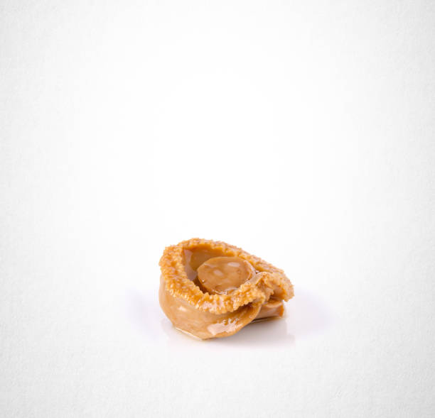 istock abalones or raw abalones on the background 962054844
