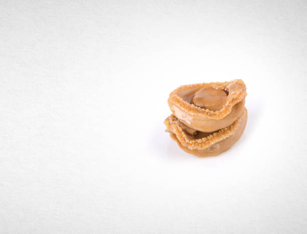 istock abalones or raw abalones on the background 962054850