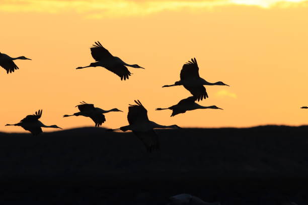 istock Sandhill Crane Bosque del Apache Wildlife Reserve New Mexico USA 962055554