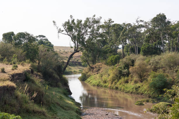 istock Small river in Masai Mara. River among trees. Kenya. 962057036