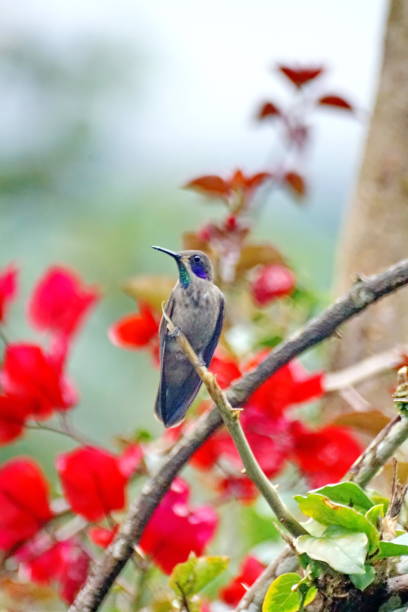 istock Brown violetear hummingbird on a branch 962059732