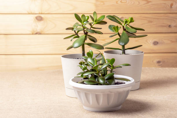 Succulent houseplant Crassula ovata in a pot on rustic background