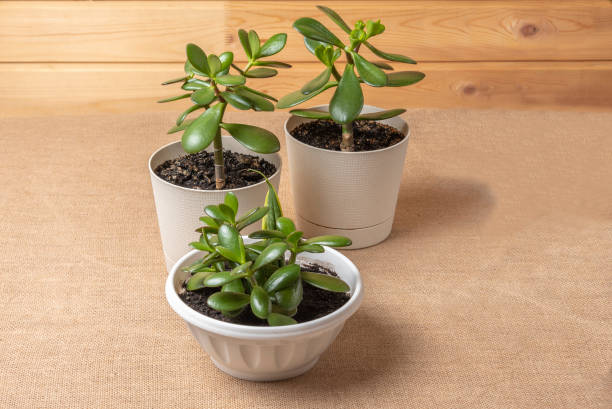 istock Succulent houseplant Crassula ovata in a pot on rustic background 962060284