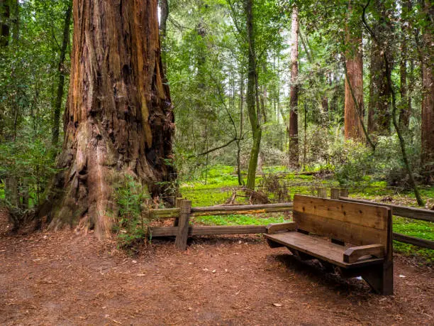 Resting place within redwood forest