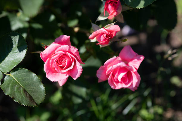 istock close-up of pink rose flower 'Houjun' 962065444