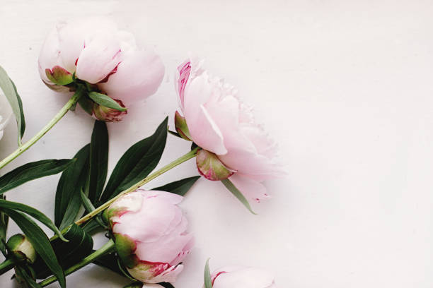 istock lovely peony pink  flowers on rustic white background, space for text, celebration greeting card concept, flat lay 962065646
