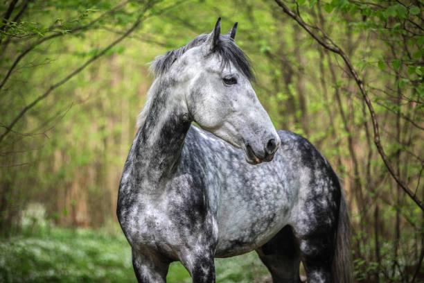 istock Portrait of a beautiful Arabian stallion. 962065926