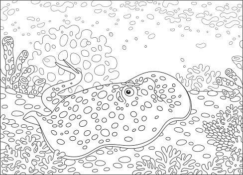 Blue-spotted stingray on the bottom of a tropical sea, black and white vector illustration in a cartoon style for a coloring book