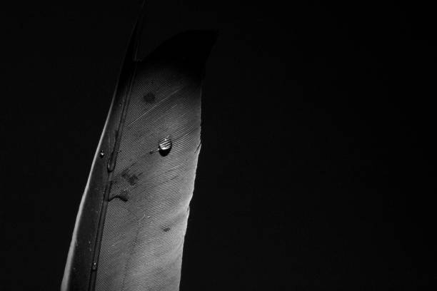 istock Studio shot of grey feather with water droplet 962066948