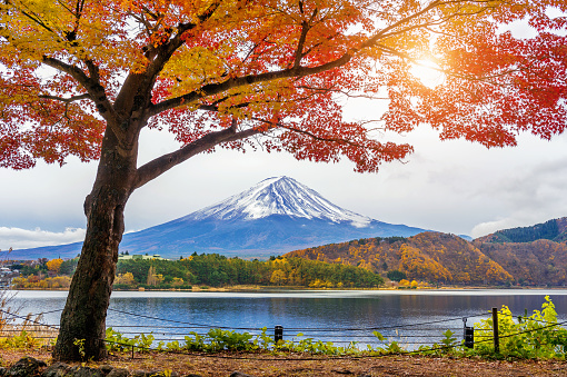 View of Mt. Fuji and beautiful autumn leaf color at Lake Shoji, one of Fuji Five Lakes, located in Fuji-Kawaguchiko,  Yamanashi Prefecture.\nMt. Fuji is designated as UNESCO World Heritage site.