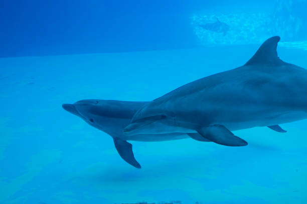 istock Dolphins swimming in blue water 962071964