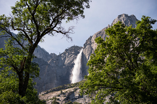 Yosemite Falls during high water at Yosemite Valley National Park, as seen from valley floor.