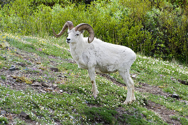 Dall Sheep Ram stock photo