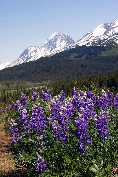 Lupines in Paradise Valley Alaska stock photo