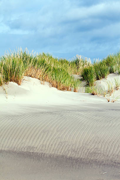 Grass on sand dunes at the beach stock photo