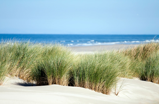 A sand dune at the beach on the island of Sylt (Germany, North Sea) with dune grass and a blue sky.