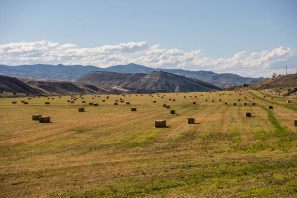 istock Square bales of hay drying on farmland 962074818