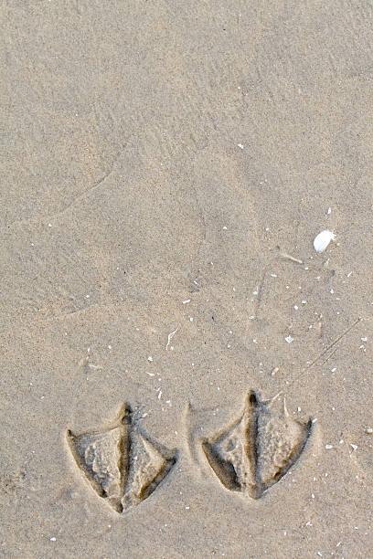 Gull footprint on the beach stock photo