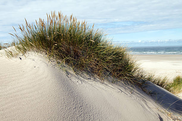 Grass on sand dunes with beach and sea in background stock photo