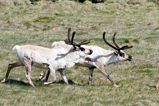 Two running reindeer in Iceland