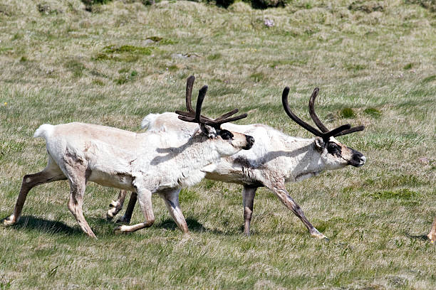 Two running reindeer stock photo