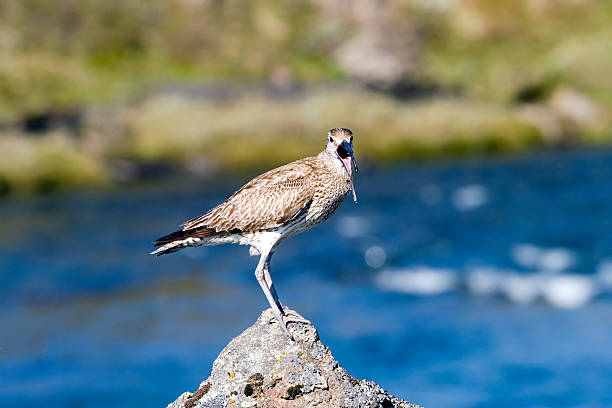 Shouting Whimbrel in Iceland stock photo