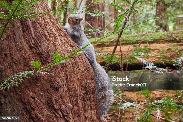 Ardilla En El Árbol Tomando Un Descanso Foto de stock y más banco de imágenes de Aire libre - Aire libre, Animal, Animal joven