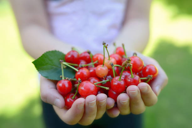 istock Handful of cherries in summer garden 962076322