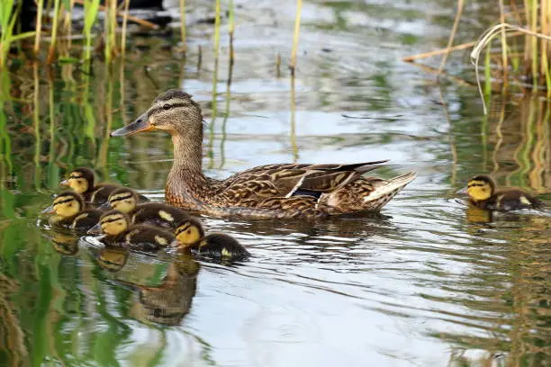 Photo of A family of ducks