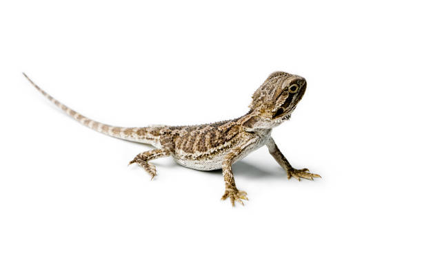 istock Agama. Baby Bearded Dragon on white background. Pogona vitticeps. 962077888
