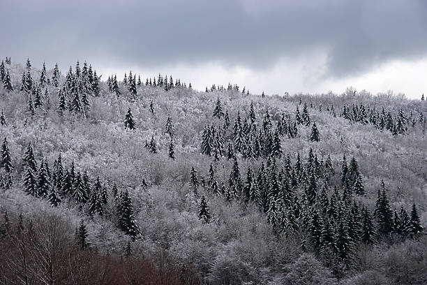 Mixed mountain forest covered with frost stock photo