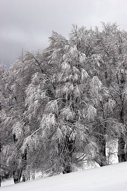 Forest on a mountain slope after snowfall stock photo