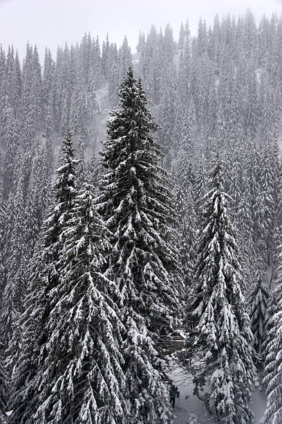 Winter fir forest on mountain slopes stock photo