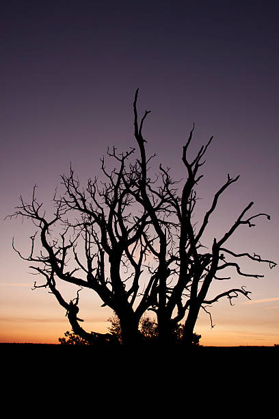 Tree at Grand Canyon Sunset stock photo