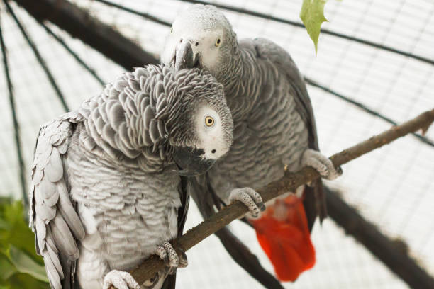 istock Two parrots or love birds in love kiss each other while perched on a tree. 962086882