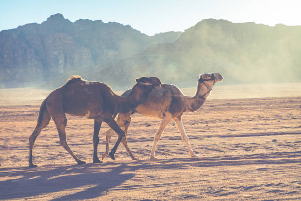 kamel-karawane reisen in wadi rum, jordanien - jordan camel wadi rum arabia stock-fotos und bilder