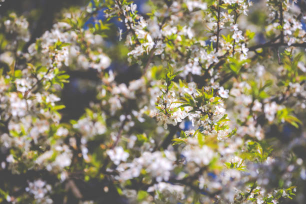 Blossom tree over nature background. Spring flowers. Spring Background.