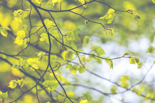 istock Blossom tree over nature background. Spring flowers. Spring Background. 962088722
