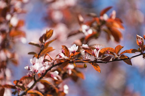 istock Blossom tree over nature background. Spring flowers. Spring Background. 962088750