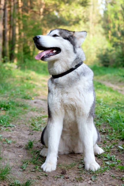 istock Cute sitting smiling malamute facing the camera with its mouth open seen from the front in the forest 962090654