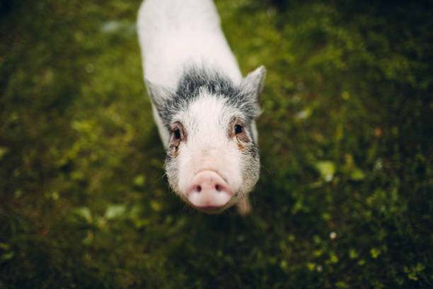 istock Portrait of Piglet 962093792