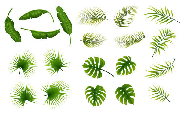 istock Set of tropical leaves plants on a white background 962094656