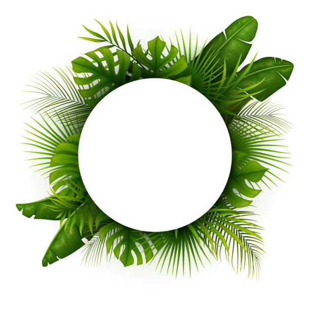 ilustrações, clipart, desenhos animados e ícones de folhas verdes tropicais com lugar de frame redondo branco para texto isolado no fundo branco - 2653