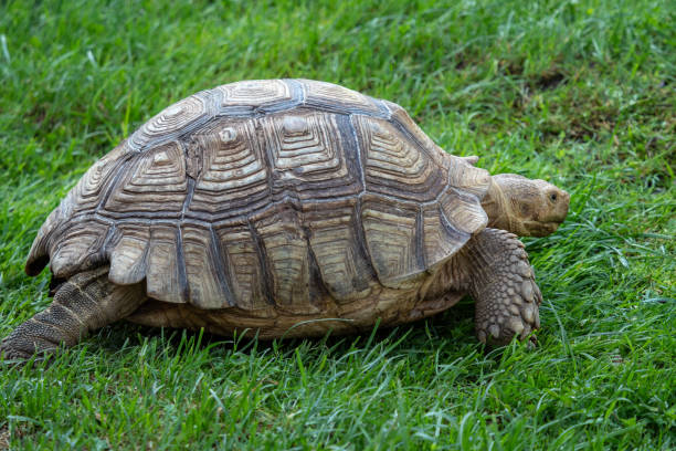 istock African spurred tortoise (Geochelone sulcata) in the grass 962096352