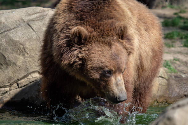 istock Portrait of brown bear (Ursus arctos beringianus). Kamchatka brown bear. 962096362
