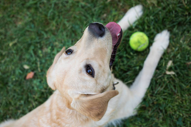 istock Dog at the park 962096398